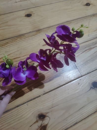orchid flower