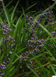 Dianella Tasmanica