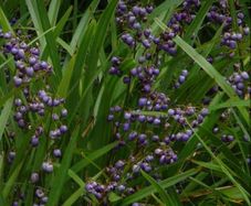Dianella Tasmanica