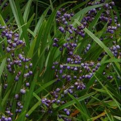 Dianella Tasmanica