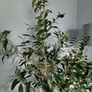 Fake olive tree Image 2