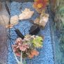 Aquarium/ fish tank Image 2