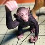 Schleich and Papo animal figurines Image 3