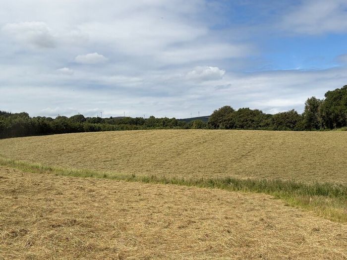Square Bales Of Premium Quality Hay