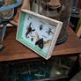 Vintage Taxidermy Image 2