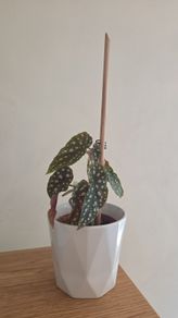 begonia