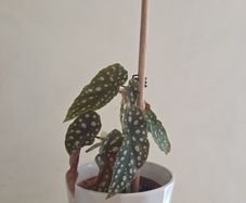 begonia