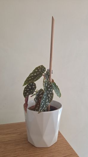 begonia
