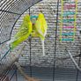 budgies Image 7