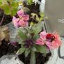 Garden Plants (7) Image 6