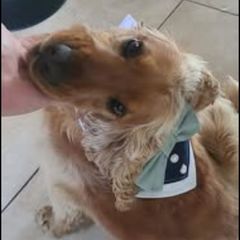 Wedding Dog Bandana