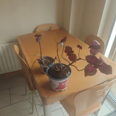 House Plants
