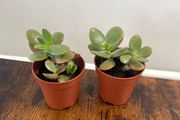 Mini jade plant house plant