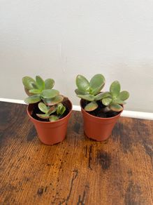 Mini jade plant house plant