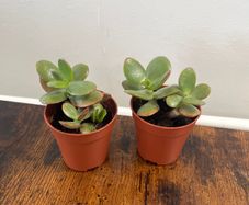 Mini jade plant house plant