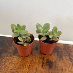 Mini jade plant house plant