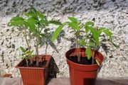 Tomato Plants organic