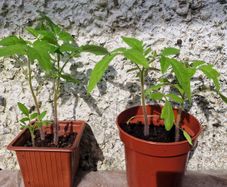 Tomato Plants organic
