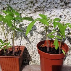 Tomato Plants organic