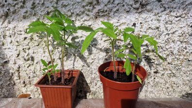 Tomato Plants organic