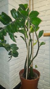 zamioculcas 80cm
