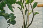 zamioculcas 80cm