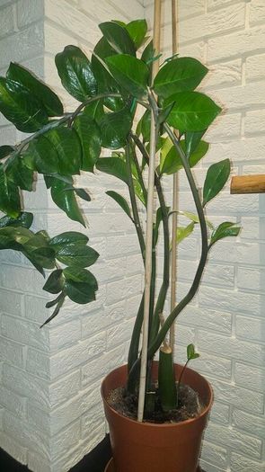 zamioculcas 80cm