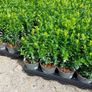 Box Hedging Image 5