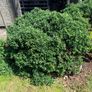 2 established garden shrubs for sale Image 2