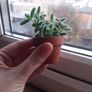 PICKLE PLANT (Delosperma echinatum) Image 3