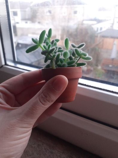 PICKLE PLANT (Delosperma echinatum)