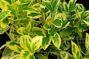 plants