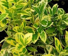 plants