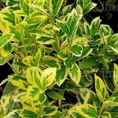 plants