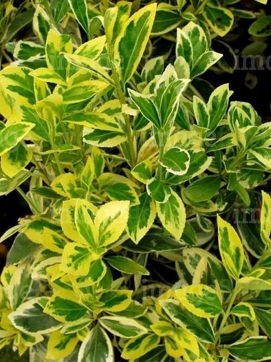plants