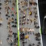 Fly Collection Image 4