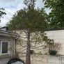 tree Image 9