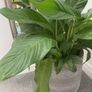 Large Peace Lily Image 3
