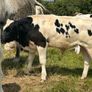 Farming Image 4