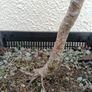 Native Irish Hawthorn Bonsai #1 Image 5