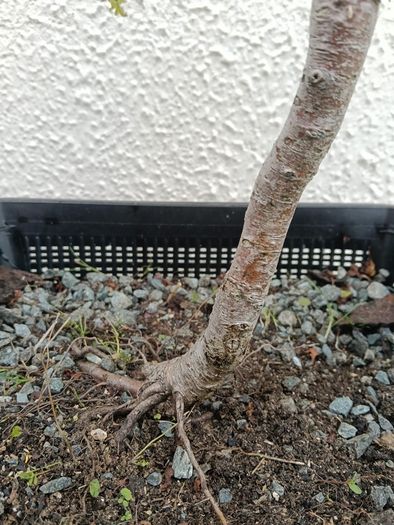 Native Irish Hawthorn Bonsai #1