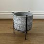 Peperomia Plant with Decorative Pot and Stand Image 3