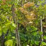 Very Large Trees 25euros Image 2