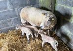 Ewe and 3 lambs