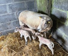 Ewe and 3 lambs