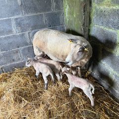 Ewe and 3 lambs