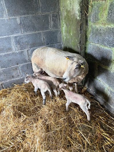 Ewe and 3 lambs