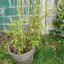 Tall Bamboo Plant in Pot - in need of nurturing Image 3