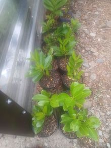 Laurel hedging