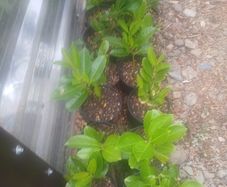 Laurel hedging
